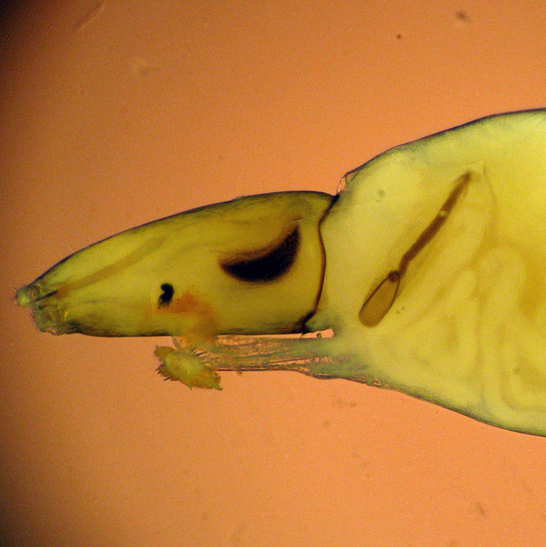 Kopf Chironomide