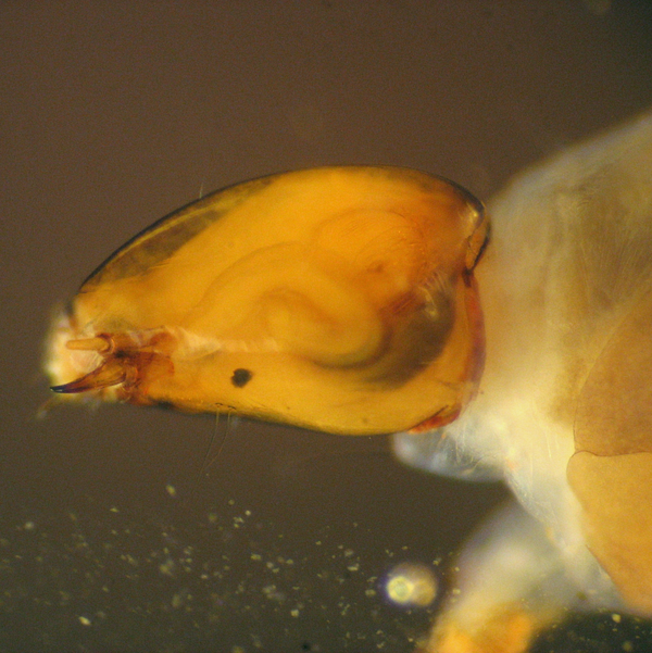 Kopf Chironomide