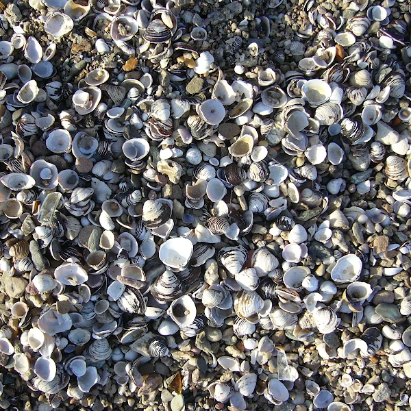 Corbicula Corbicula