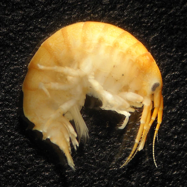 Dikerogammarus villosus