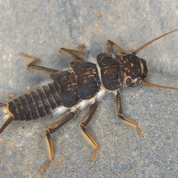 Dinocras Cephalotes Larve
